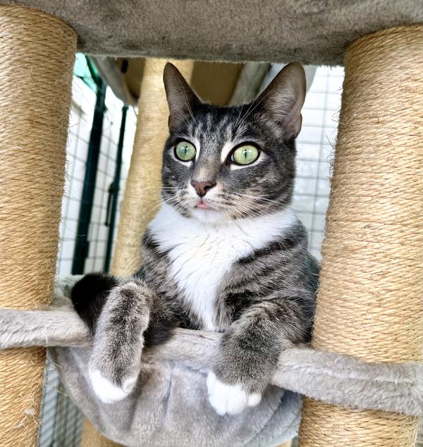 /Images/uploads/Friends of Seal Beach Animal Care Center/2025sbacc/entries/33534thumb.jpg